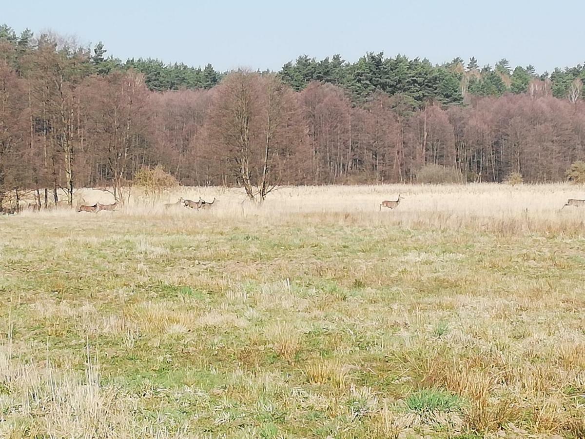 Agrojelonki Agroturystyka Gietrzwałd Esterno foto