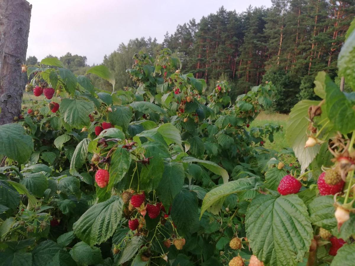 Agrojelonki Agroturystyka Gietrzwałd Esterno foto